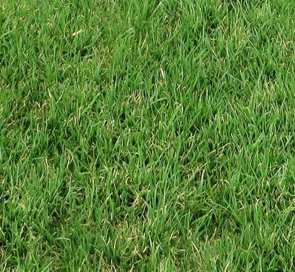 kikuyu turf - kikuyu grass lawn